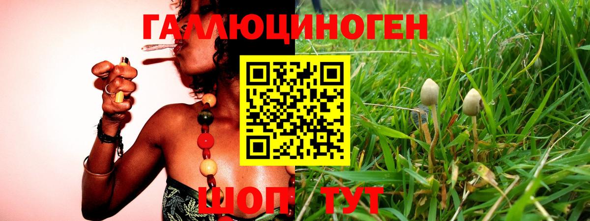 Галлюциногенные грибы Psilocybine cubensis Азнакаево